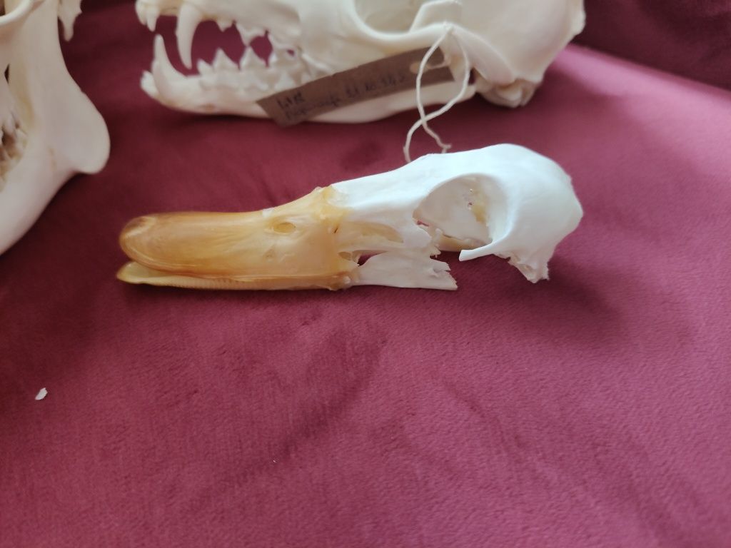 Zestaw Taxidermy Rogacz, Lis i Kaczor
