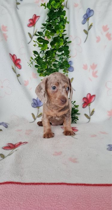 Teckel Arlequim Isabella mini mini kanichen de Qualidade