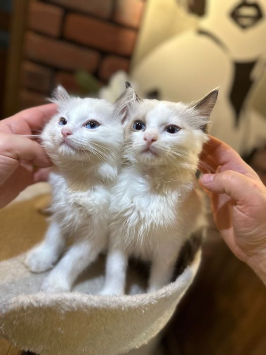 Wyjątkowe Ragdolle Ragdoll rodzice FPL gotowe