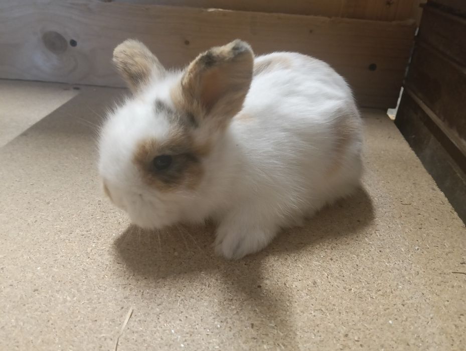 Coelhos anões Lion head