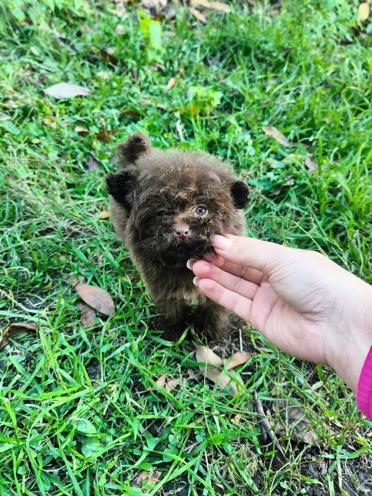 Помапу два хлопчики і дівчинка шоколад ліловий