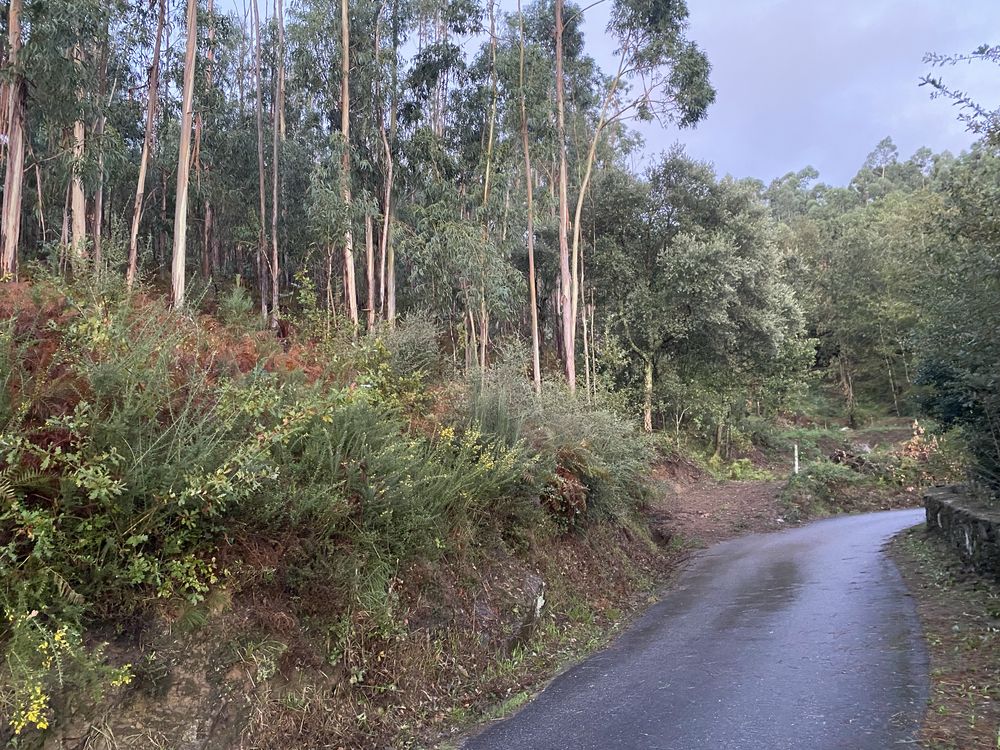 Limpeza de Terrenos