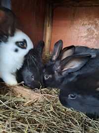 młode króliki samce i samiczki
