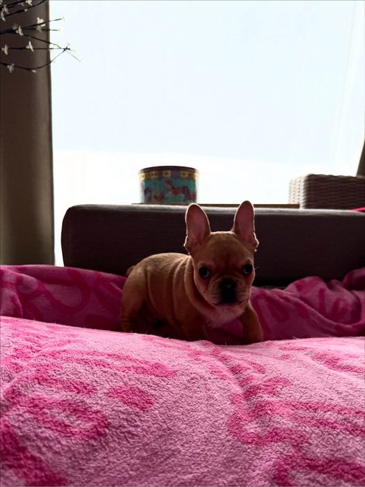 FIGO Buldog francuski ZKwP FCI, Hodowla Harper Dog House FCI