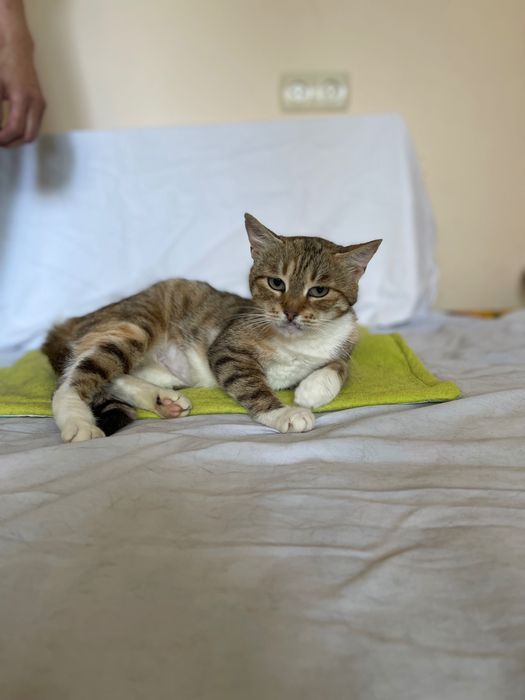 Котики, коти кішка стерилізована