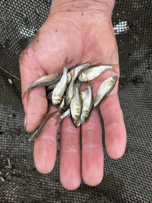 Продажа малька Коропа, амура, толстолоба