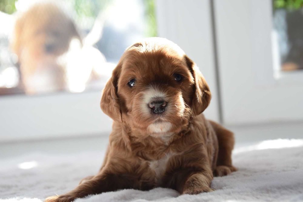 Cockapoo F1 Suczka