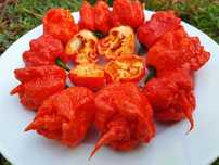 Продам насіння Carolina Reaper Red/ Кароліна Ріпер Червоний