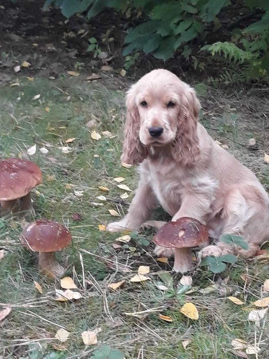 Cocker spaniel angielski suczka złota