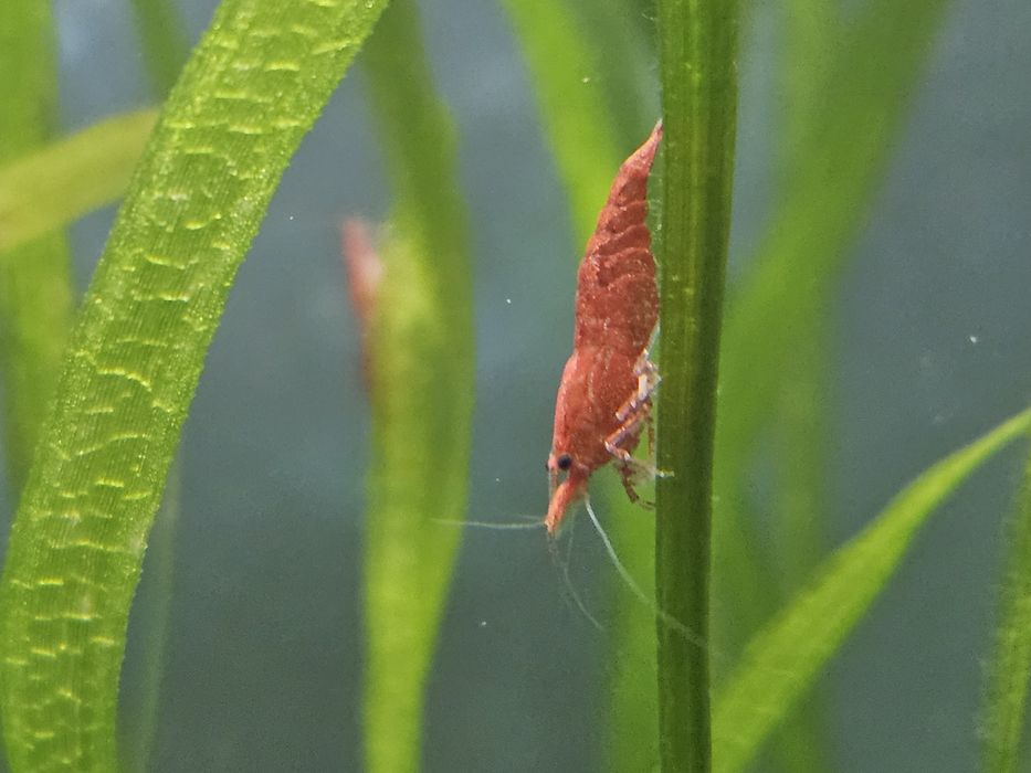 15 camaroes adultos Red Cherry