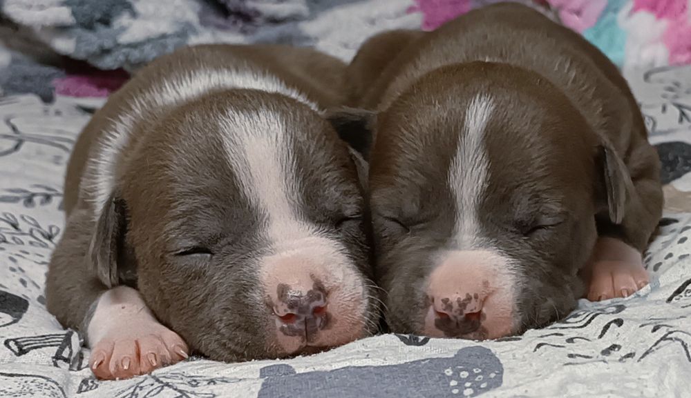 Хлопчик ,дівчинка блакитні стаф'ятка,КСУ розплідник.