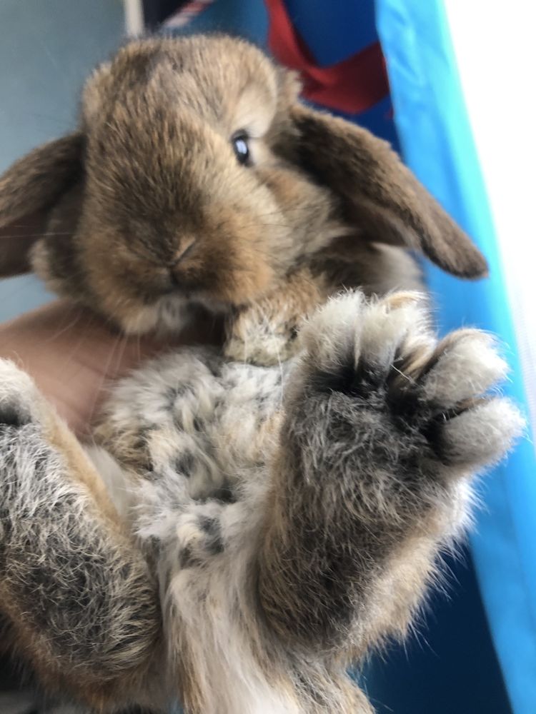 Кролик декоративний, чистокровний NHD, Mini Lop