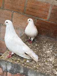 Casal de pombas