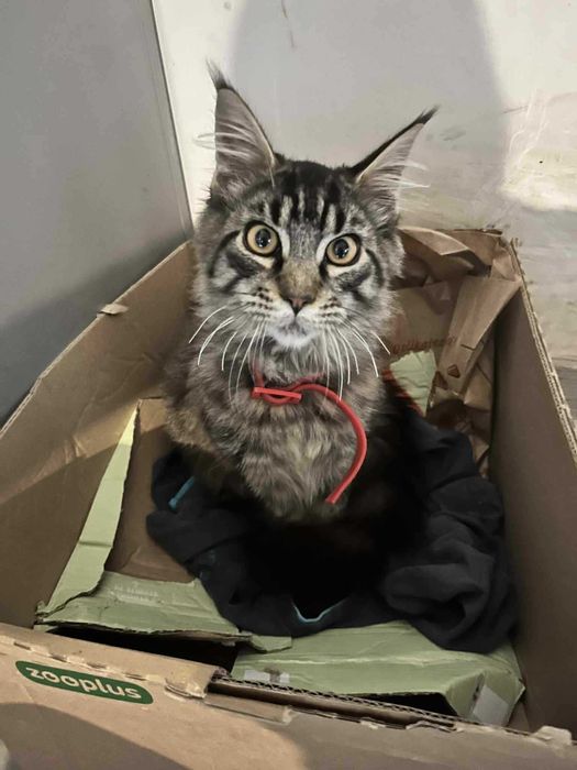 Kocurek Maine Coon czarny pręgowany Kordian Tigre Gato *PL