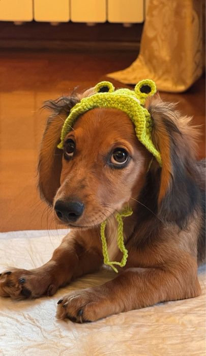 Чистокровна такса довгошерстна