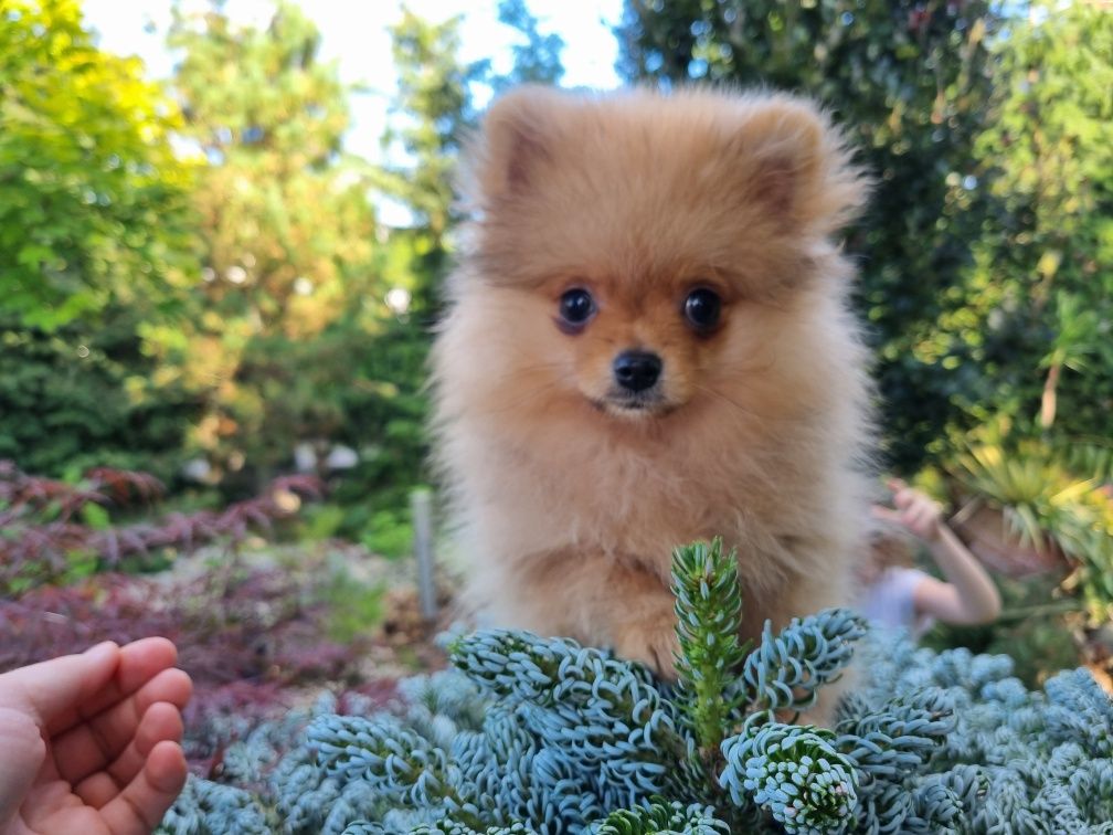 Szpic miniaturowy pomeranian piesek 1.3kg