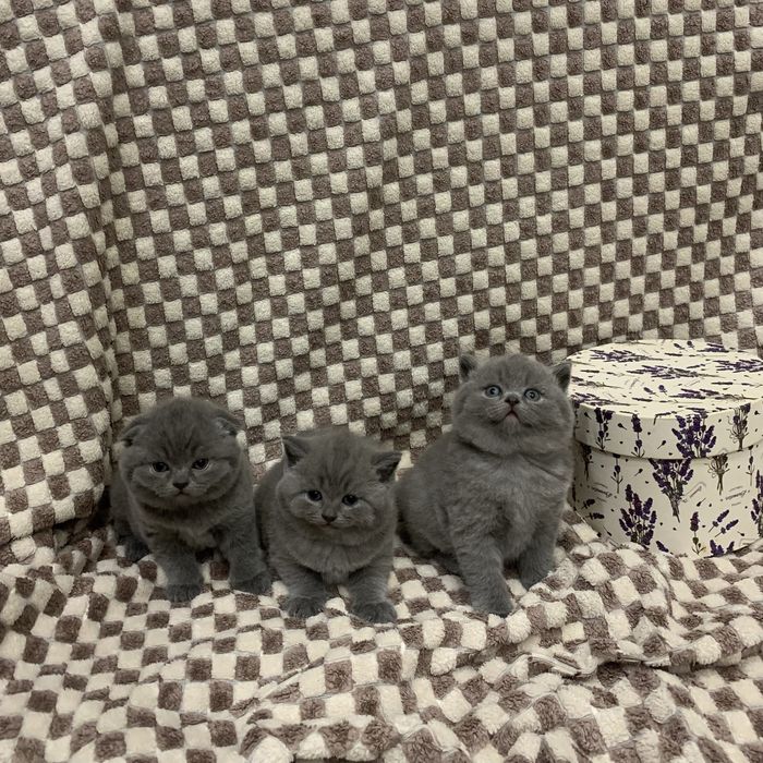 Кошенята шотланські