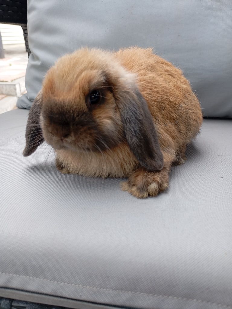 Królik mini lop miniaturka