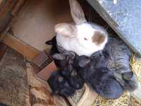 Młode króliki mieszance