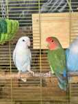 Vendo casal de Agapornis