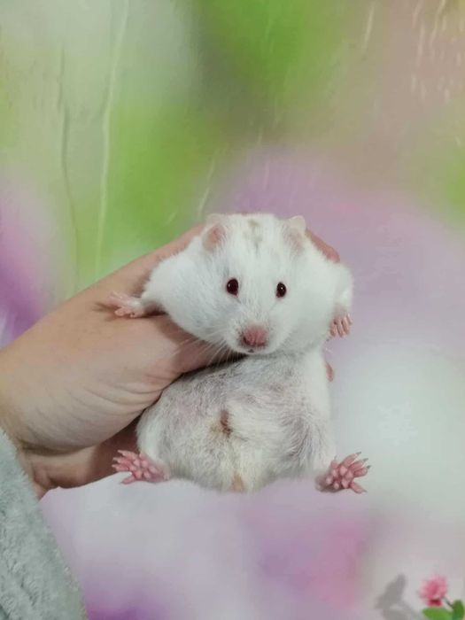 Chomik syryjski 2 samiczki siostry szukają kochającego domu