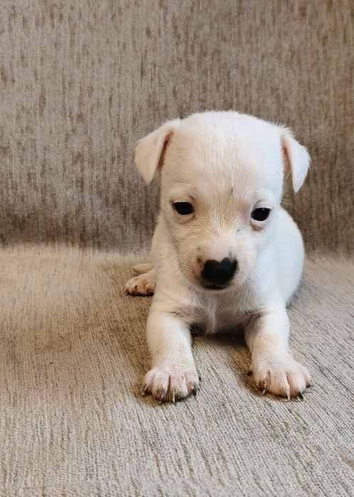 Jack Russell Terrier (Suczka)