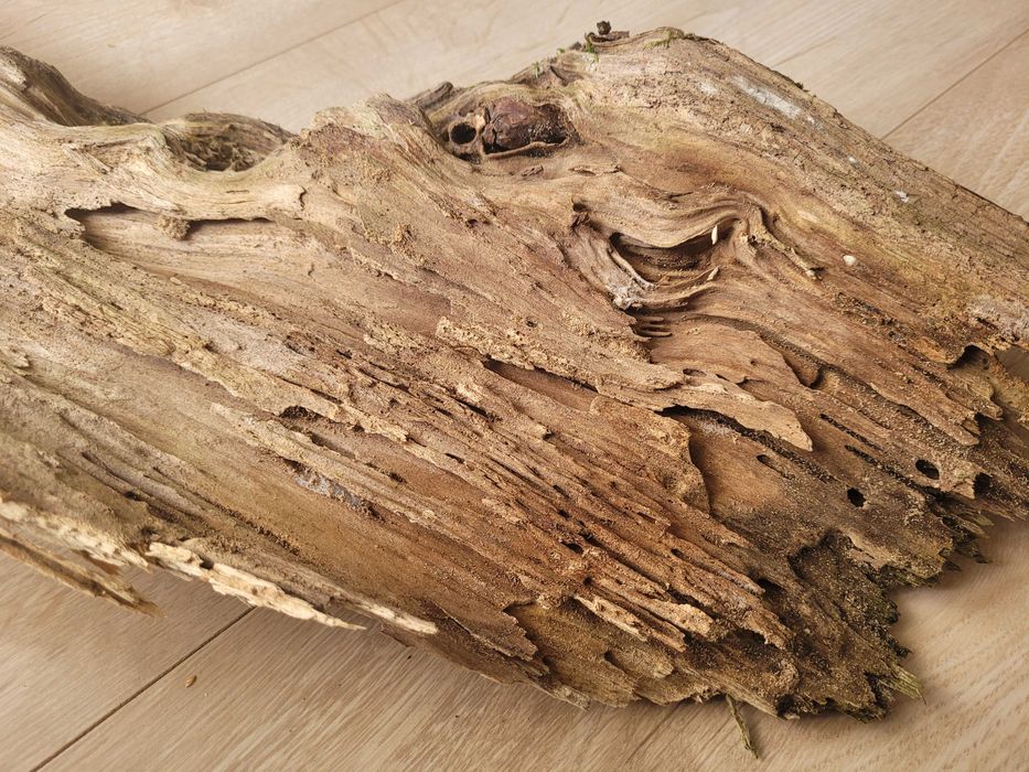 naturalny korzeń 60 cm na 20 cm - do akwarium terrarium gekon agama