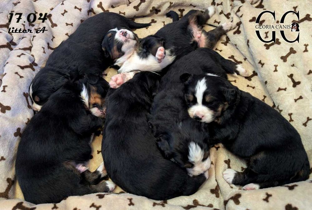 Бернский зенненхунд 2 мальчика