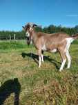 Kozioł w typie British toggenburg