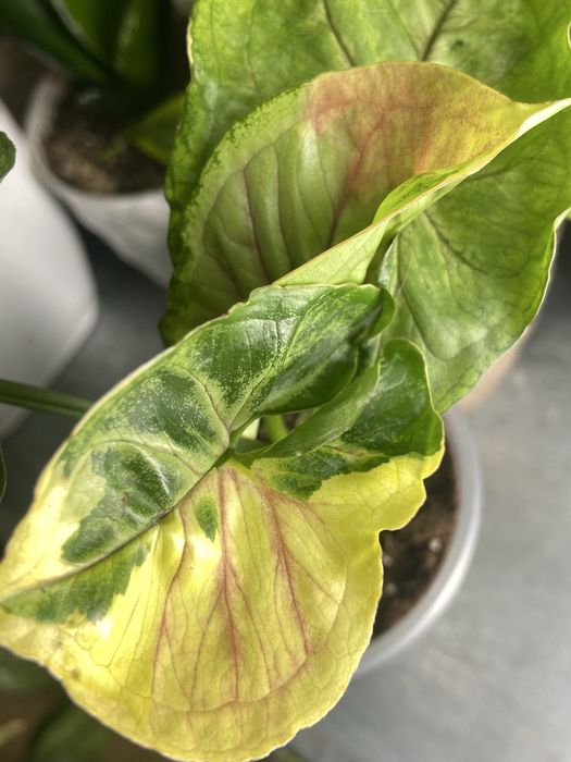 Сингоніум Orm Thong var