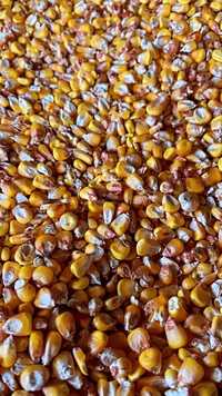 Продам зерно кукурузы, возможно доставка