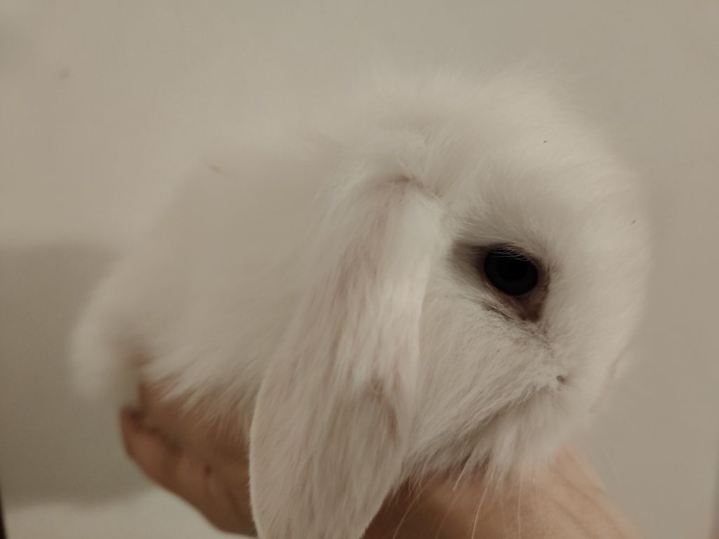 Królik karzełek mini lop