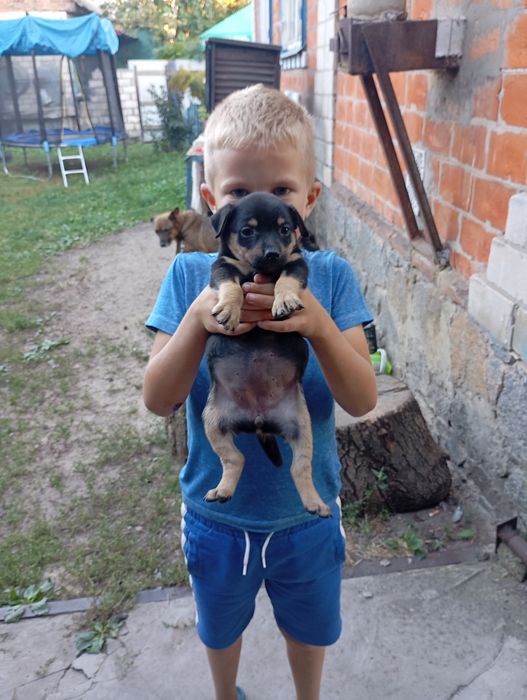 Собачата 3 шт  віддам в добрі руки дуже злі і вже все їдять