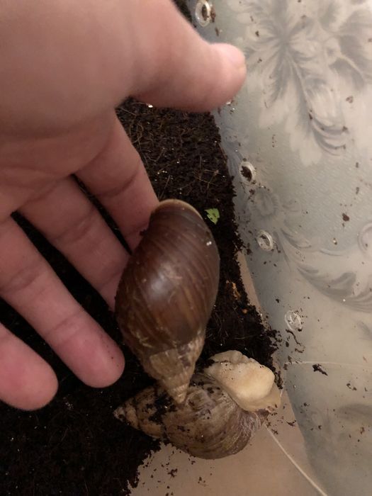 Улитки ахатины отдам