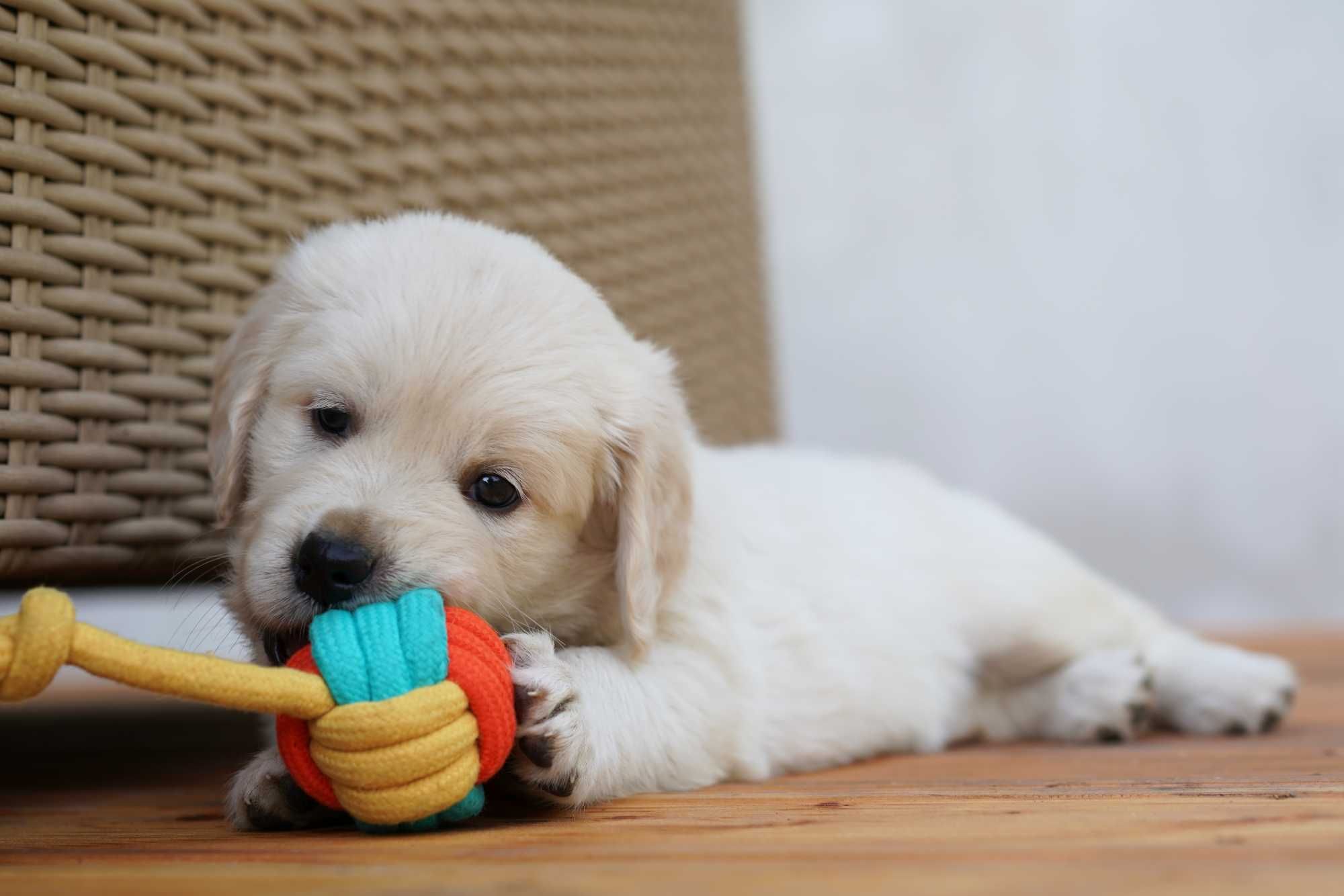 Wspaniała suczka Golden Retriever! Zara!
