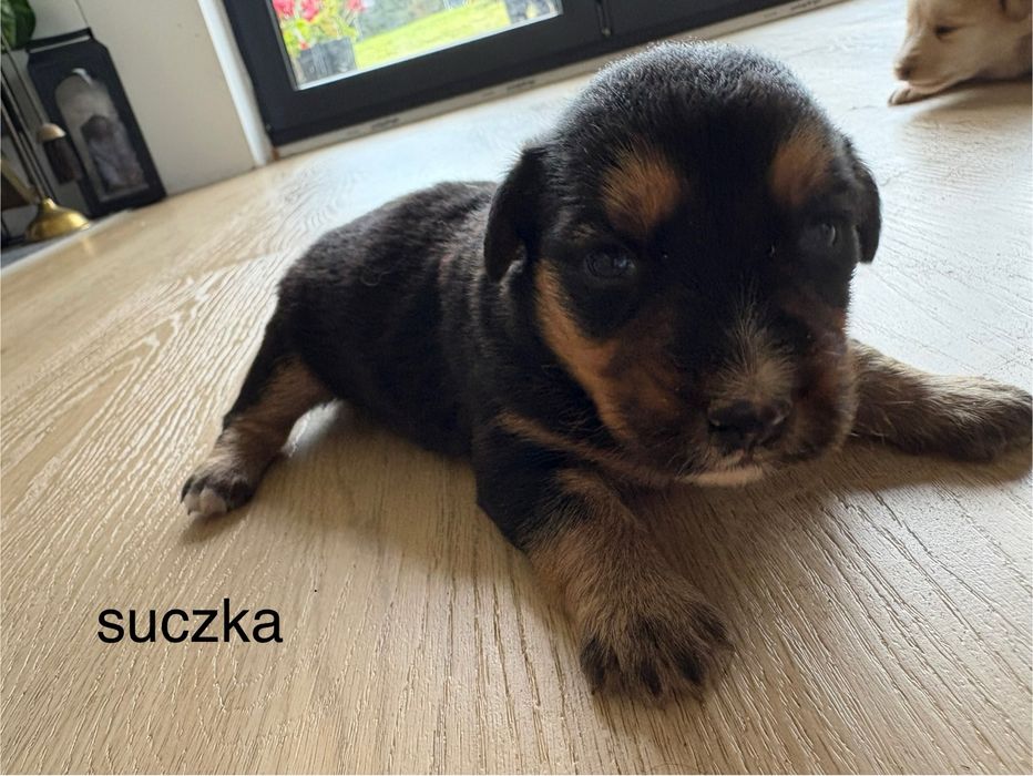 Oddam szczeniaczki za 4 tyg