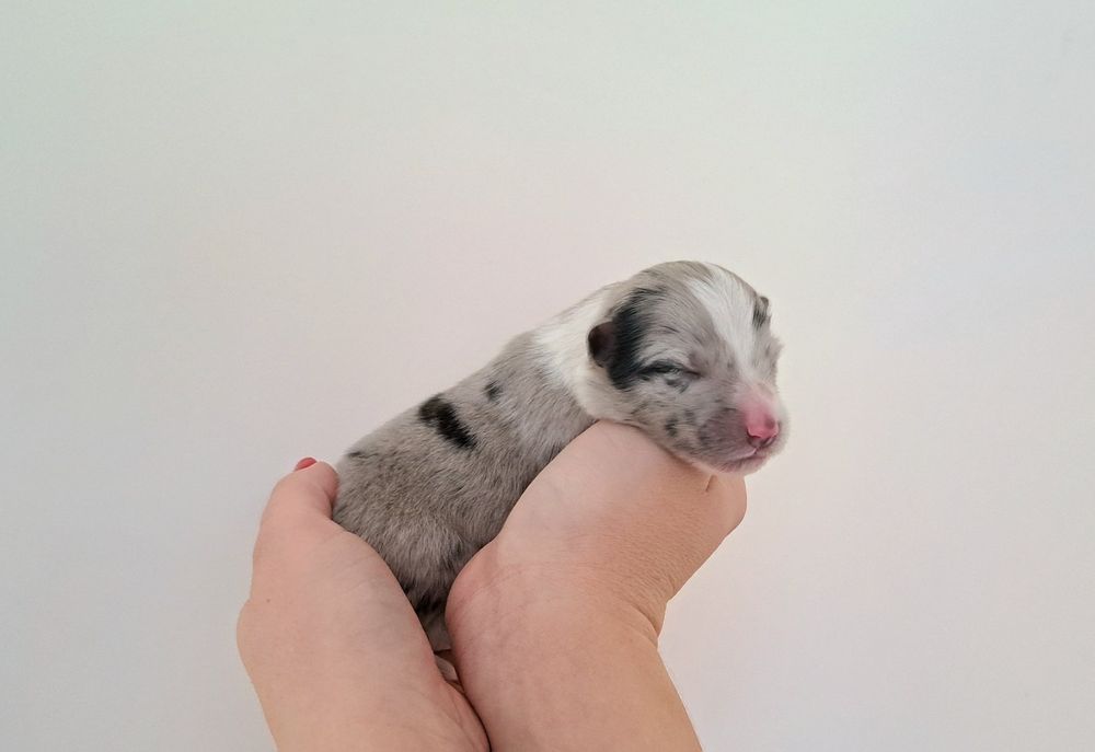 Owczarek szetlandzki sheltie