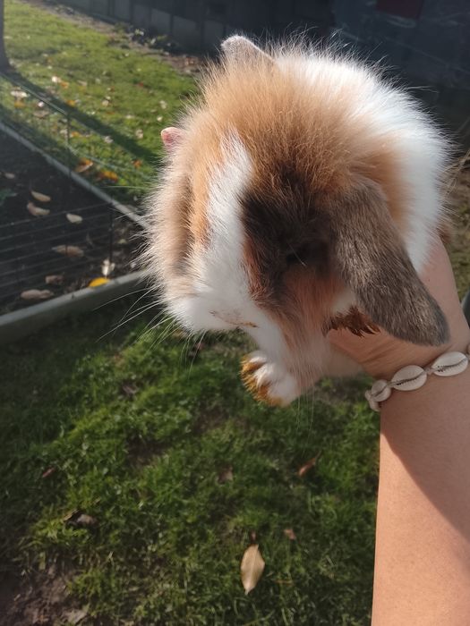 Królik mini lop, minaturka