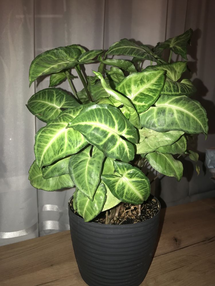 Duży Kwiat doniczokowy sadzonki syngonium podophyllum