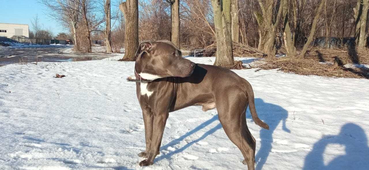 American Pitbull Terrier Blue Nose(В'язка)
