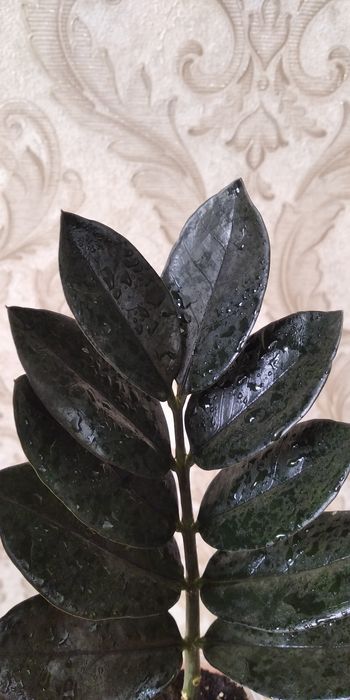 Заміокулькас Равен (шоколадний)Розпродаж!