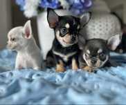 Chihuahua szczeniak