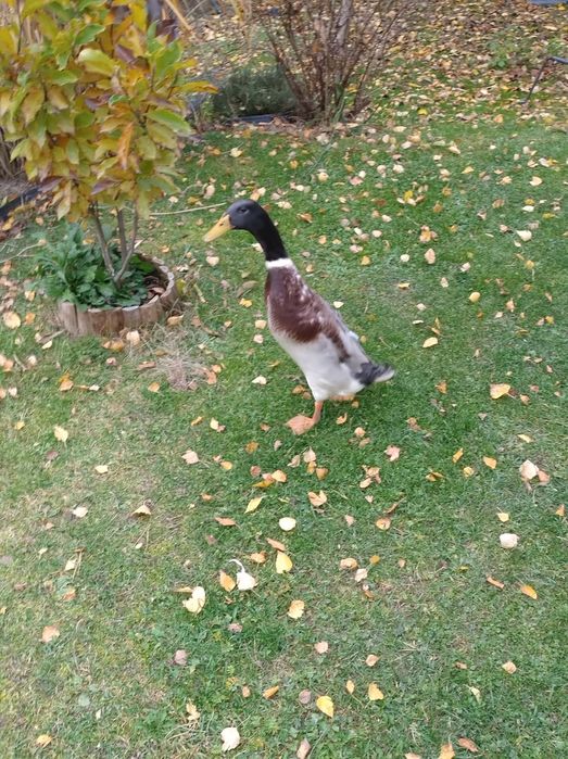 Kaczor biegus sprzedam