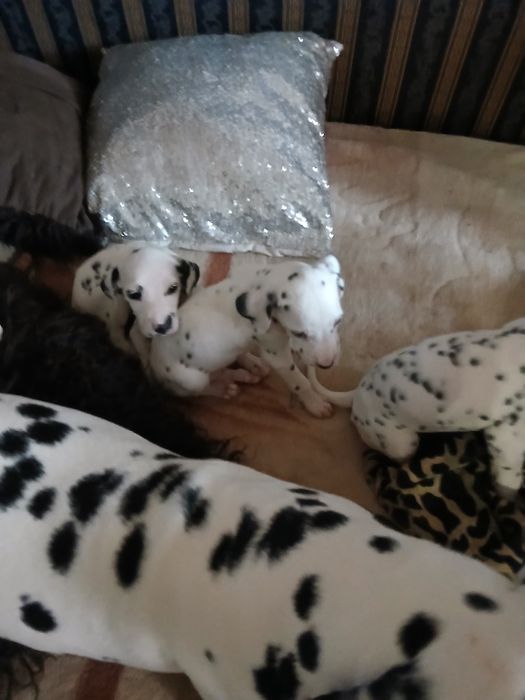 Цуценята далматина