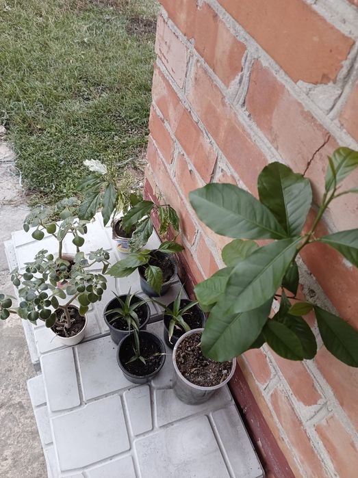 Кімнатні рослини