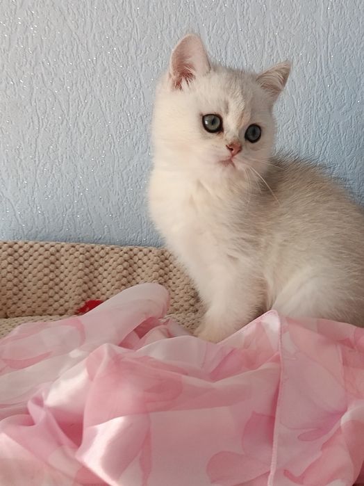 Грайливий котусик вільний