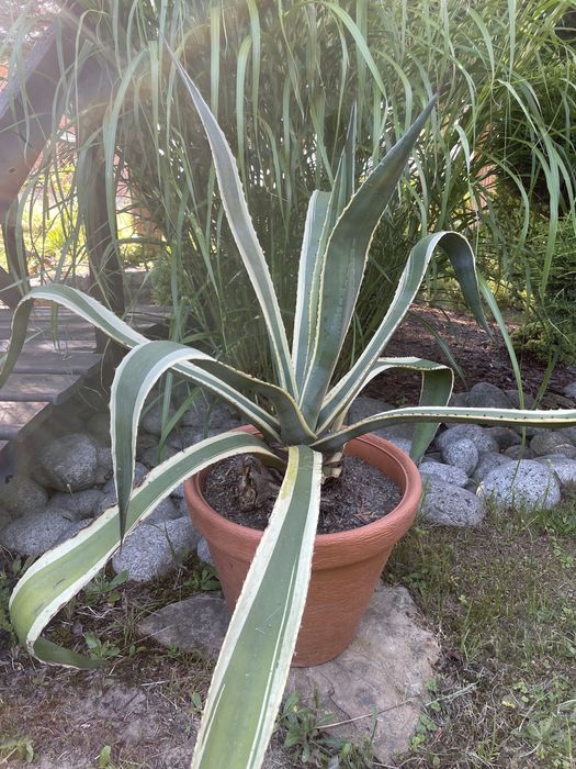 Rośliny ogrodowe agawy grubosze kaktusy opuncje