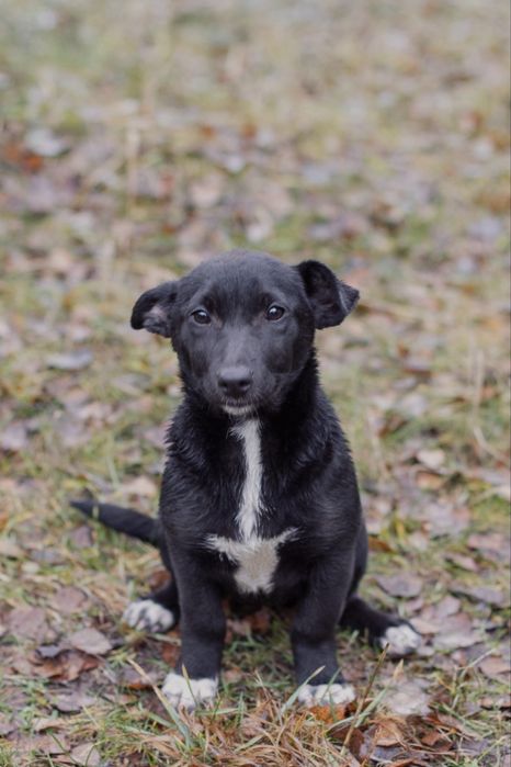 ЦУЦЕНЯ на коротких лапках Трюфелька ШУКАЄ ДІМ