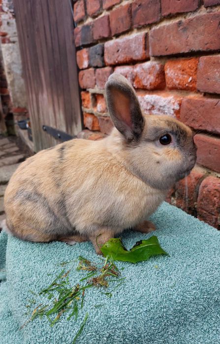 Krolik samczyk samiec kolorowy gladki baranek
