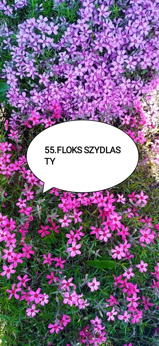 Floks szydlasty,byliny wieloletnie